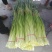 蒜薹红帽蒜臺红帽蒜苔可加工精品小把提供冷库
