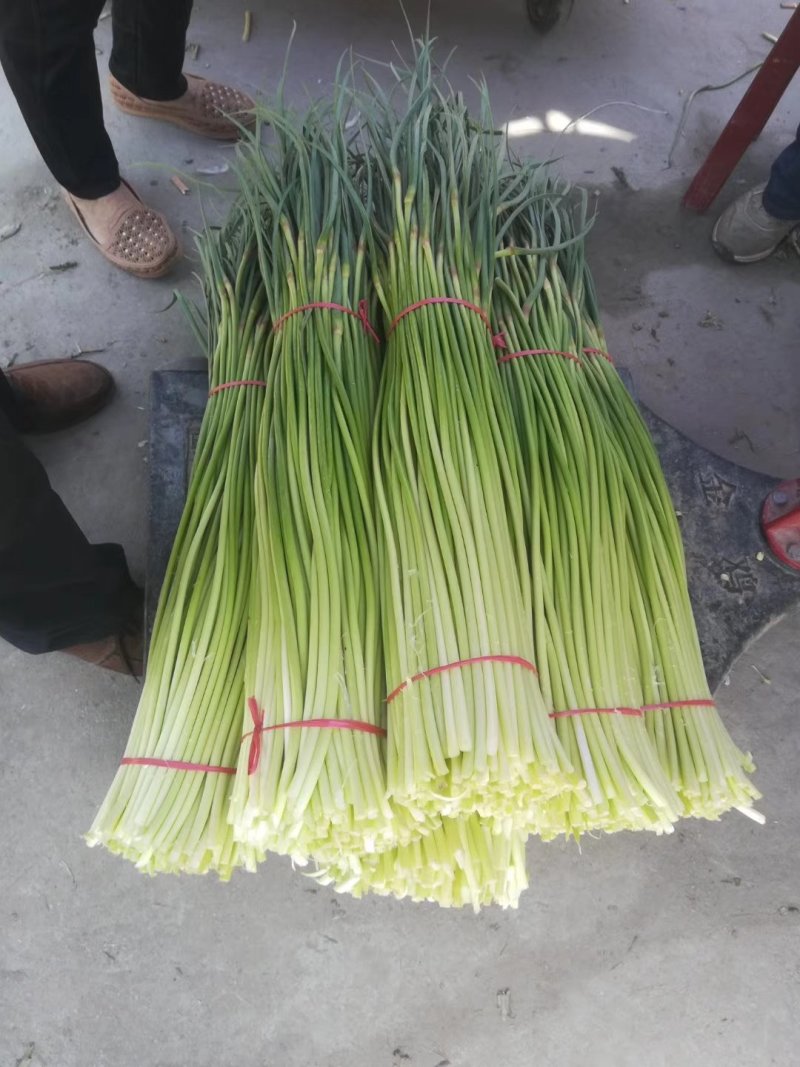 蒜薹红帽蒜臺红帽蒜苔可加工精品小把提供冷库