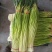 蒜薹红帽蒜臺红帽蒜苔可加工精品小把提供冷库