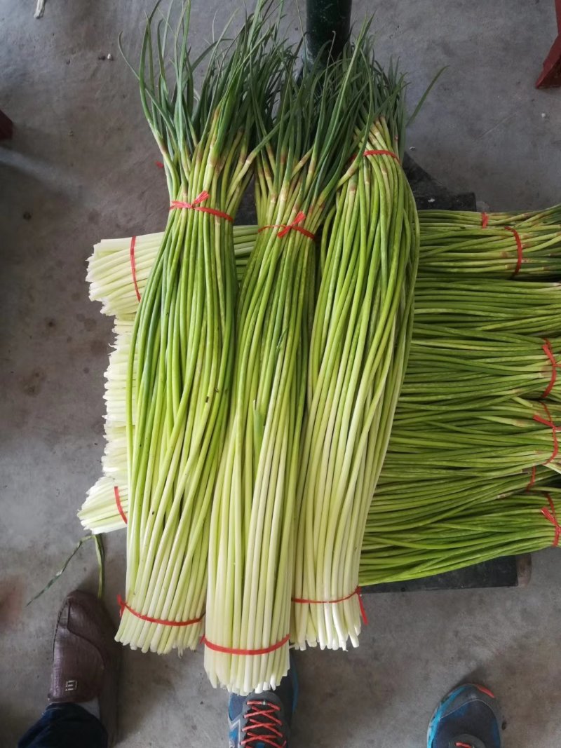 蒜薹红帽蒜臺红帽蒜苔可加工精品小把提供冷库