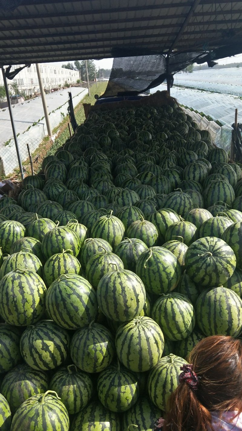 鲁青西瓜甜王西瓜