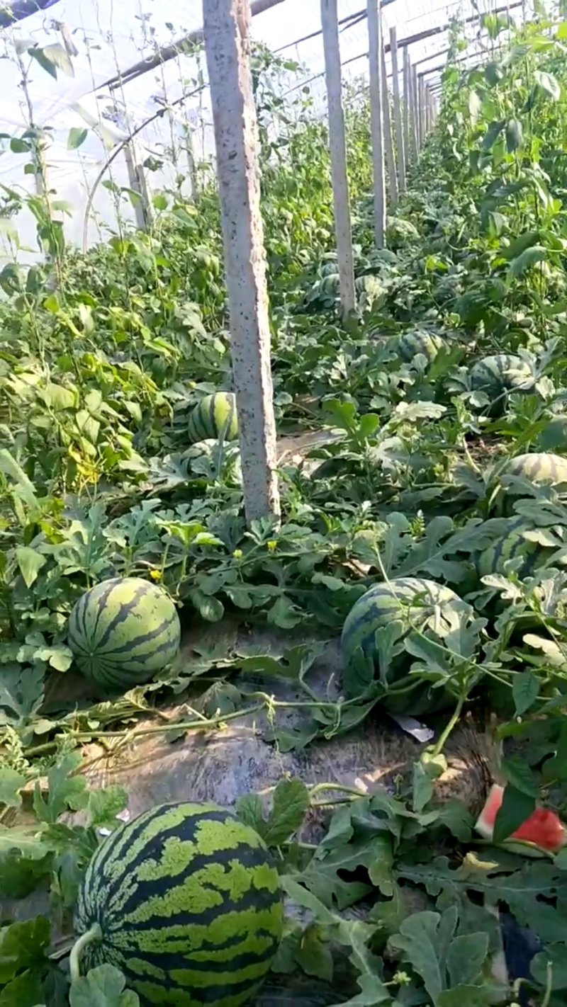 鲁青西瓜甜王西瓜