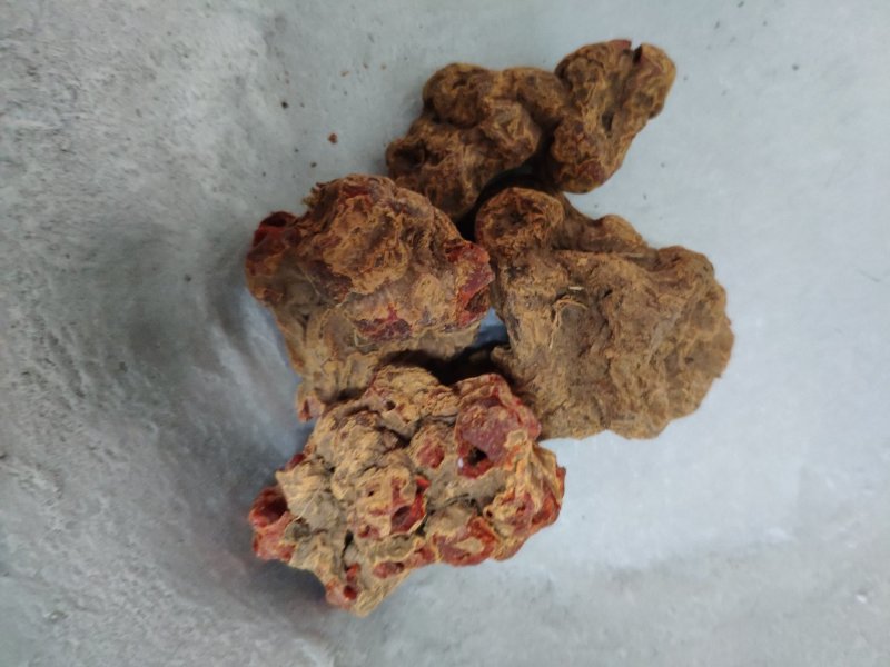 朱砂参朱砂莲朱砂根货好量大产地直售