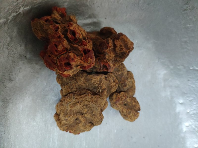 朱砂参朱砂莲朱砂根货好量大产地直售
