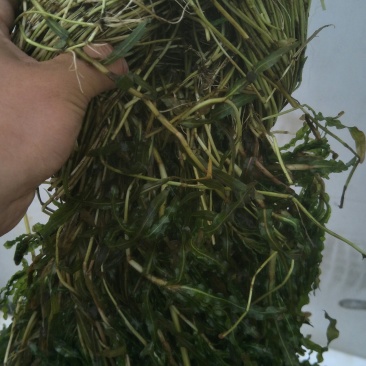 永信水生植物苦草基地直销，无中间商，签合同包成活