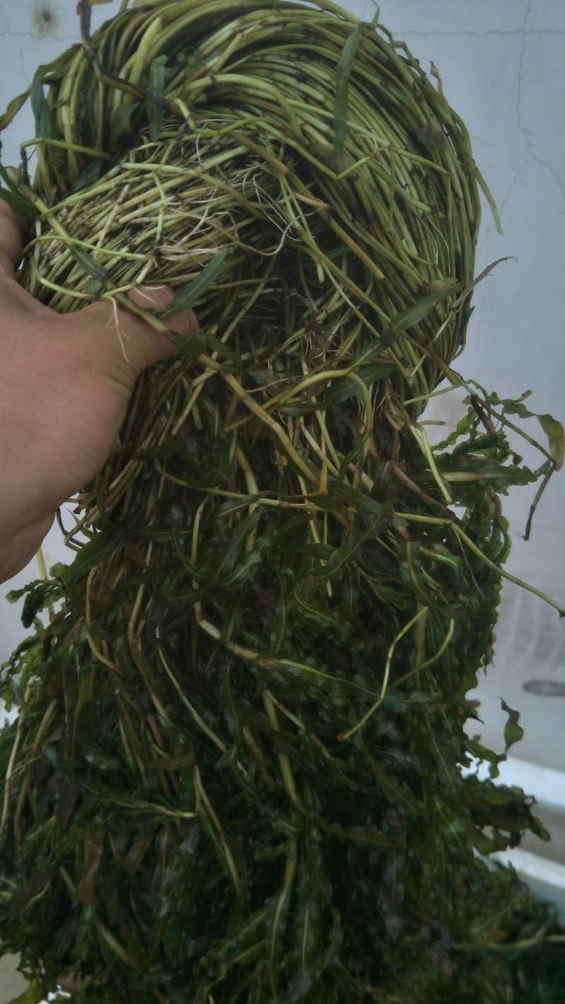 永信水生植物苦草基地直销，无中间商，签合同包成活