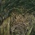 永信水生植物苦草基地直销，无中间商，签合同包成活