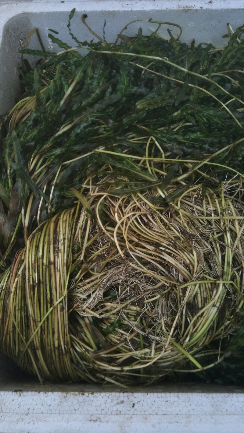 永信水生植物苦草基地直销，无中间商，签合同包成活