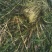 永信水生植物苦草基地直销，无中间商，签合同包成活
