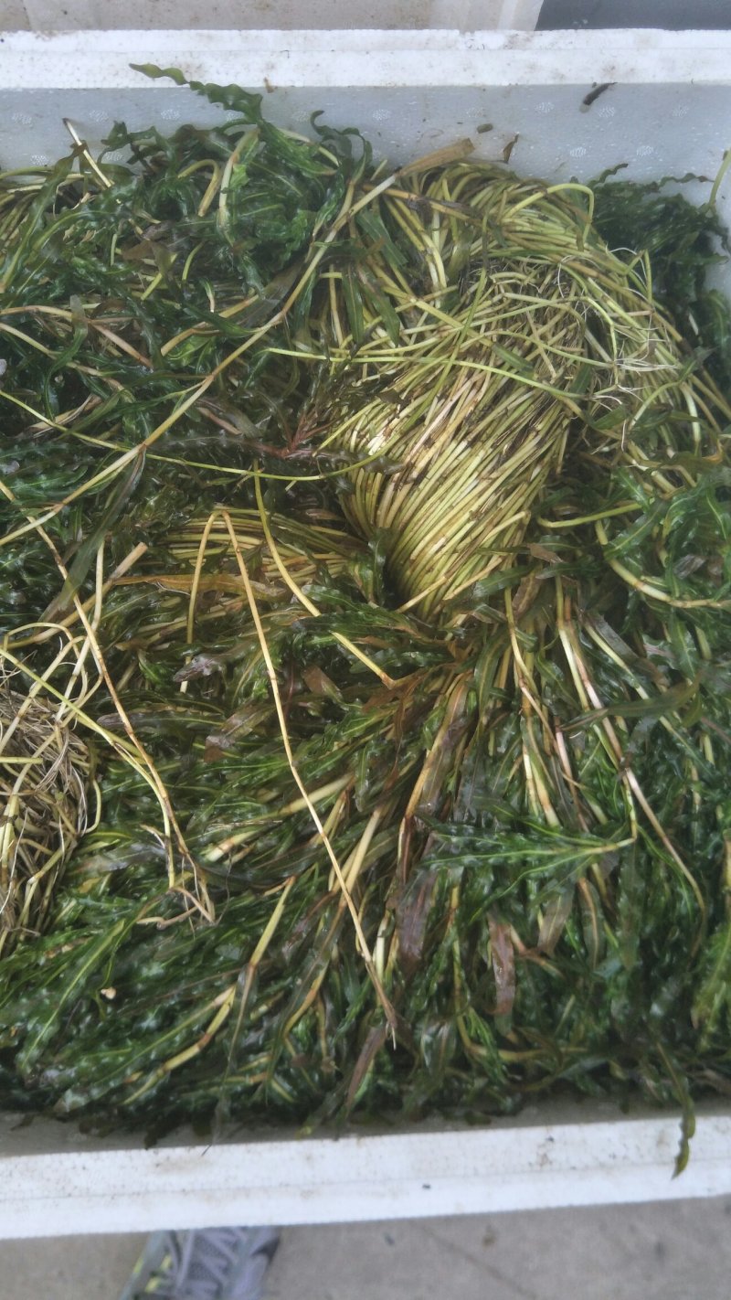 永信水生植物苦草基地直销，无中间商，签合同包成活