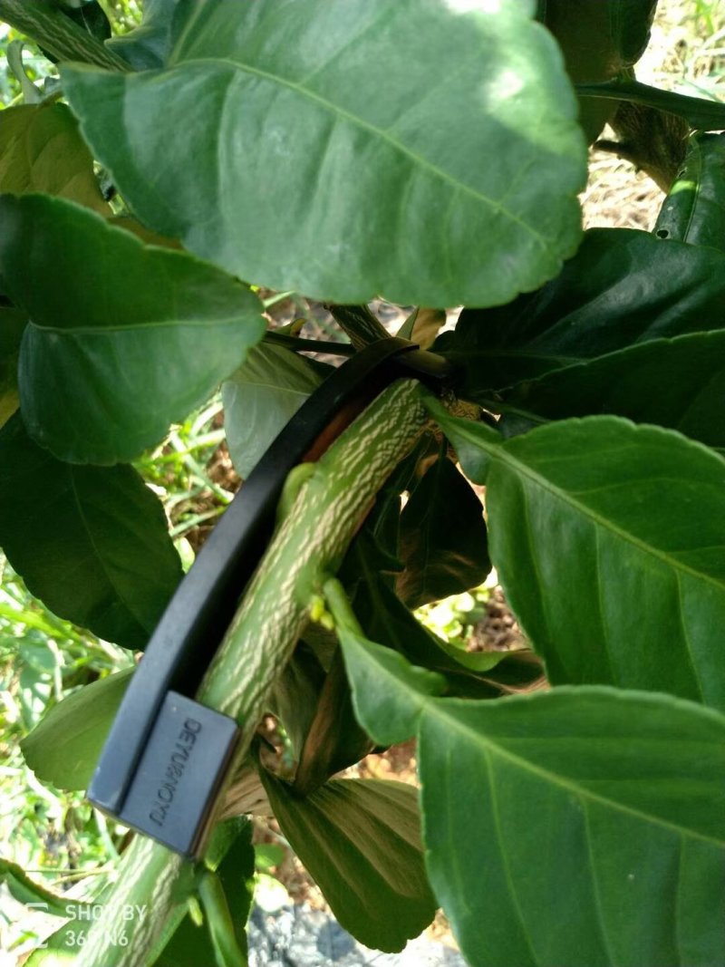改性增强pp全新料扭枝夹吊梢整形器拉枝器弯枝压枝器