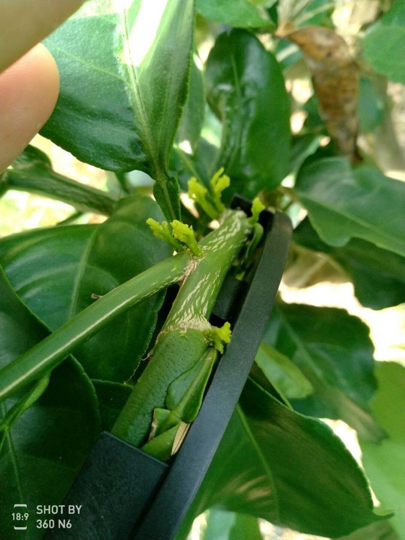 改性增强pp全新料扭枝夹吊梢整形器拉枝器弯枝压枝器