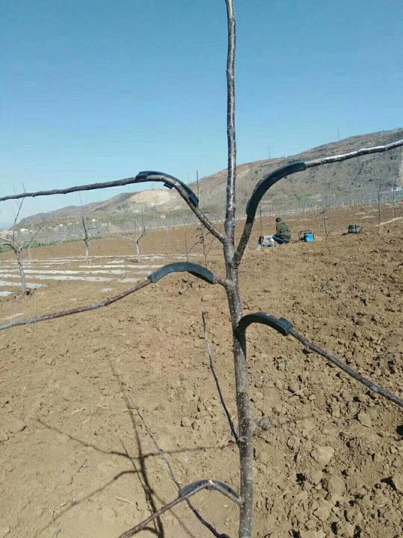 改性增强pp全新料扭枝夹吊梢整形器拉枝器弯枝压枝器