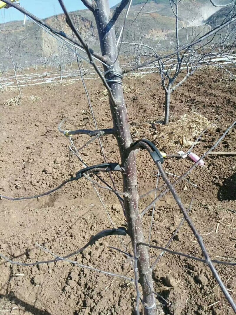 改性增强pp全新料扭枝夹吊梢整形器拉枝器弯枝压枝器