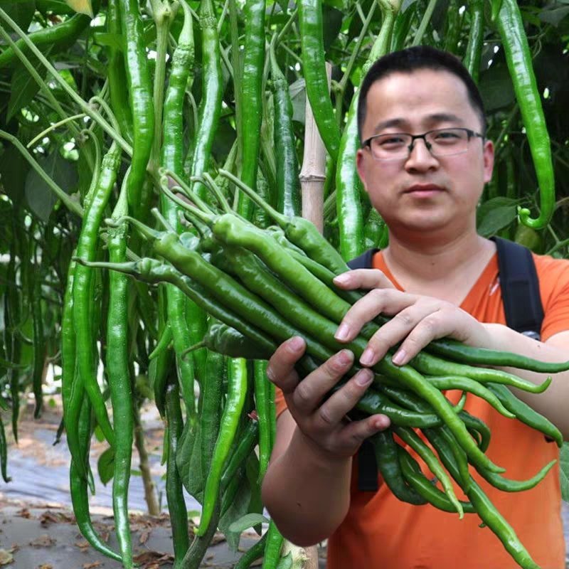 杭椒辣椒苗尖椒辣椒螺丝辣椒苗方椒