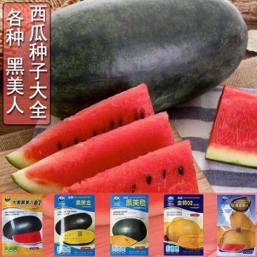 黄皮黄瓤红肉大果黑美人西瓜种子