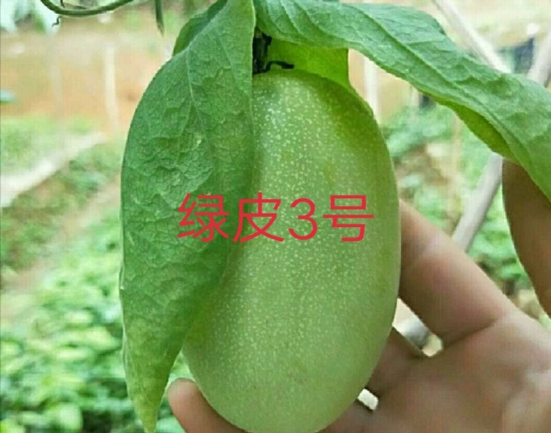 绿皮百香果苗荔枝味绿皮3号百香果