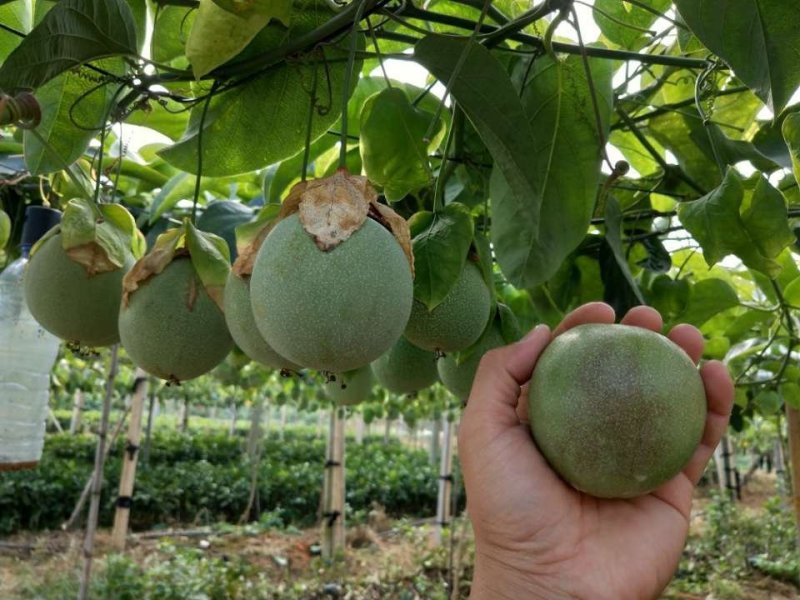 绿皮百香果苗荔枝味绿皮3号百香果