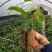 绿皮百香果苗荔枝味绿皮3号百香果