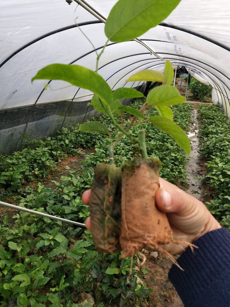 绿皮百香果苗荔枝味绿皮3号百香果