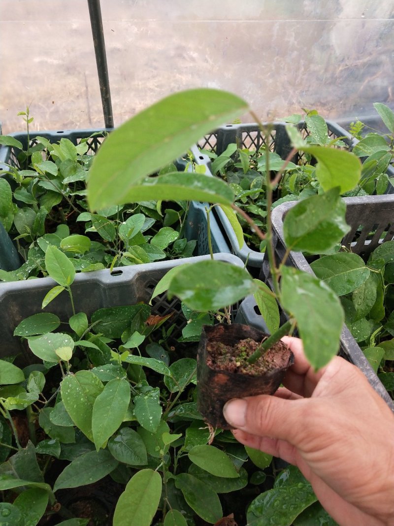 绿皮百香果苗荔枝味绿皮3号百香果