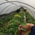 绿皮百香果苗荔枝味绿皮3号百香果