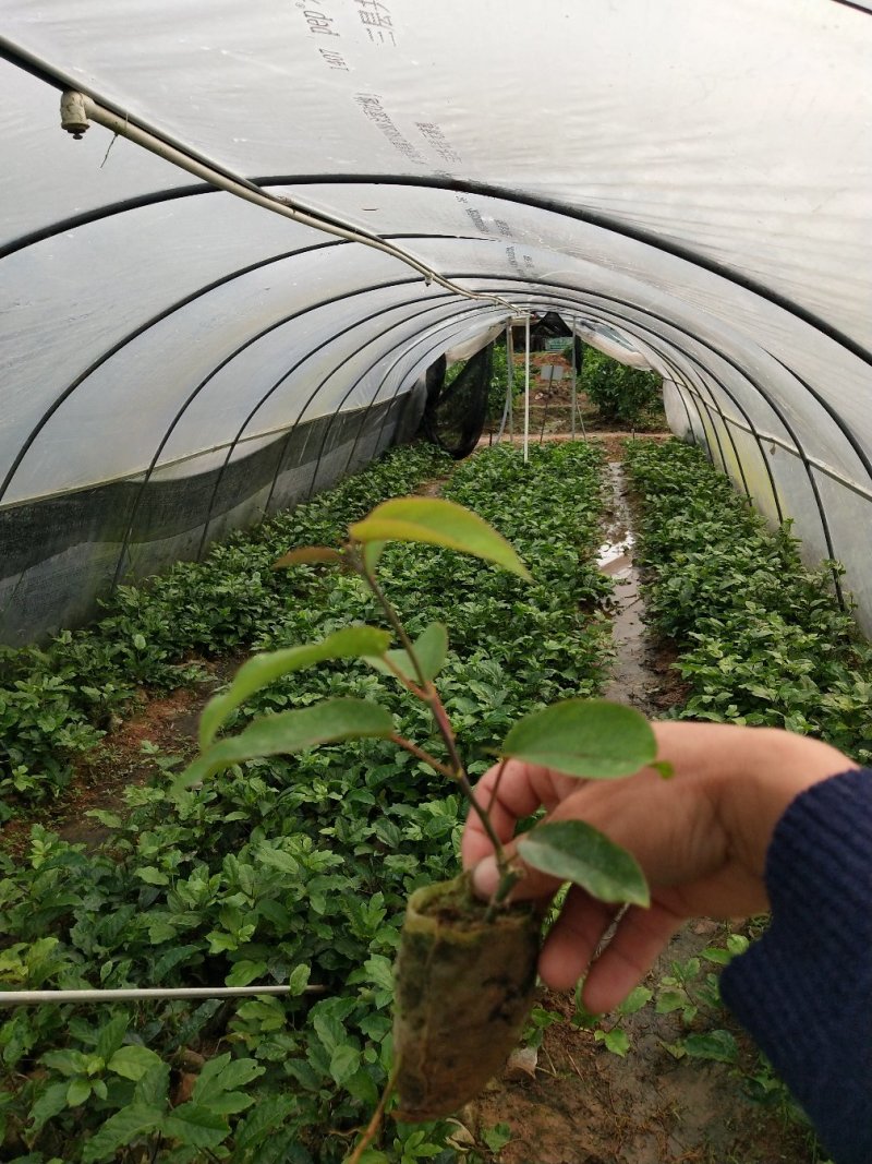 绿皮百香果苗荔枝味绿皮3号百香果