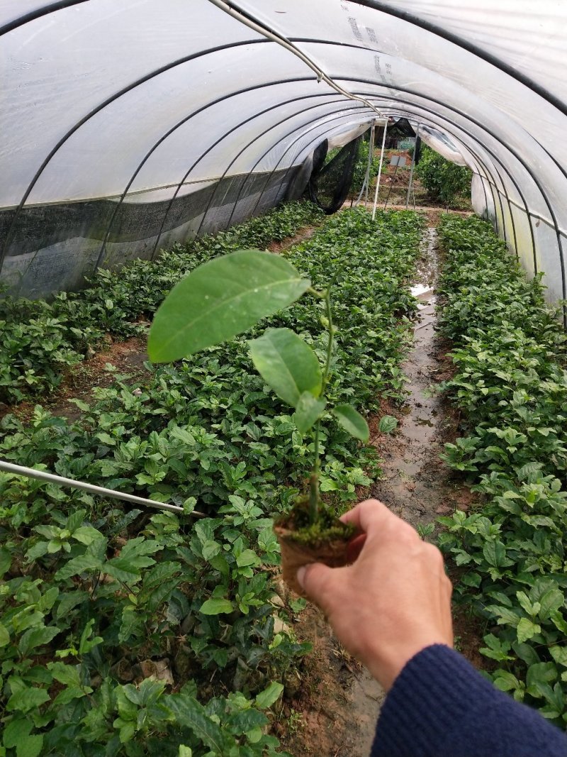 绿皮百香果苗荔枝味绿皮3号百香果