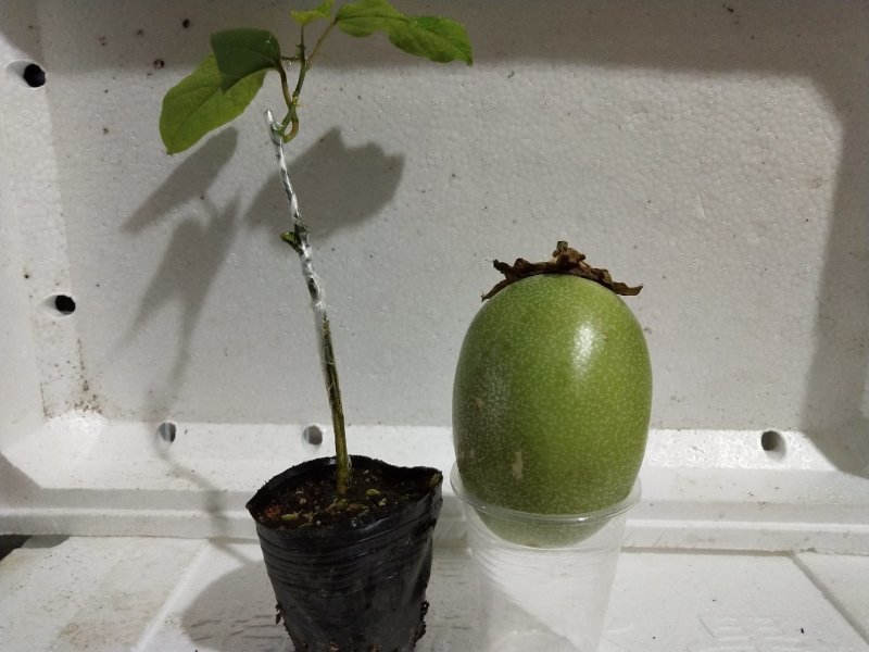 绿皮百香果苗荔枝味绿皮3号百香果