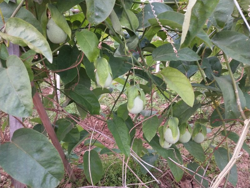 绿皮百香果苗荔枝味绿皮3号百香果