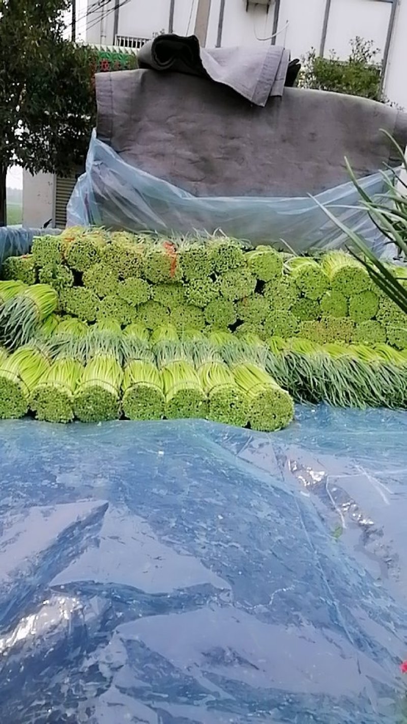 中牟红帽蒜薹