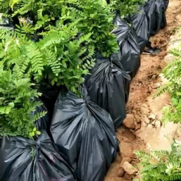紫穗槐苗、刺槐及杯苗基地直发，规格齐全，包种包活，一站式