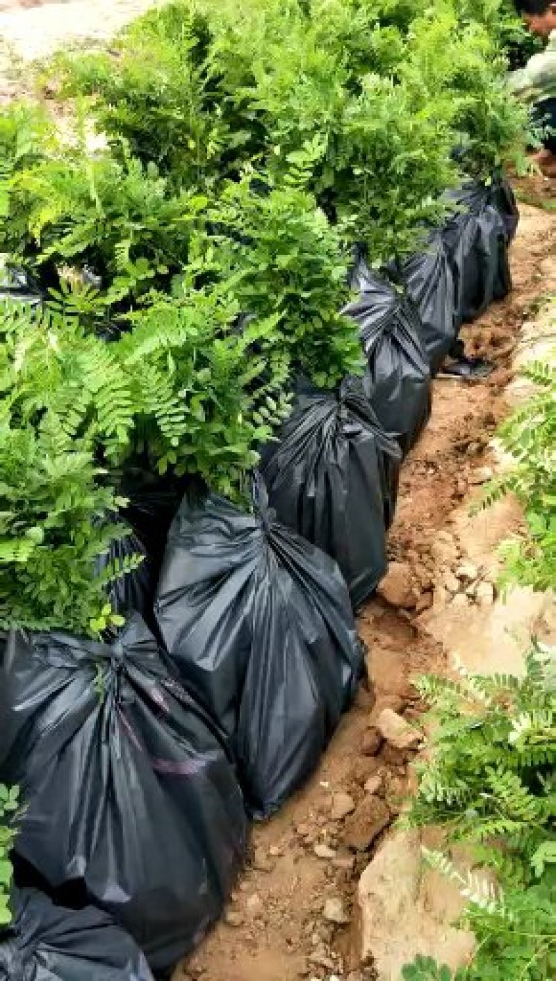 紫穗槐苗、刺槐及杯苗基地直发，规格齐全，包种包活，一站式