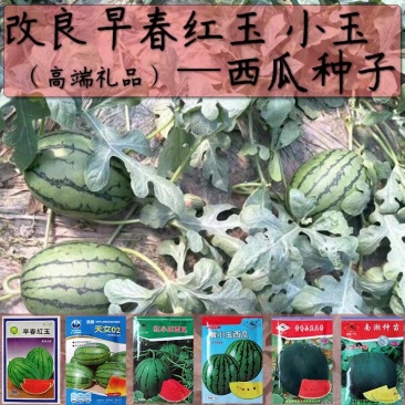 早熟特小凤礼品早春红玉西瓜种子