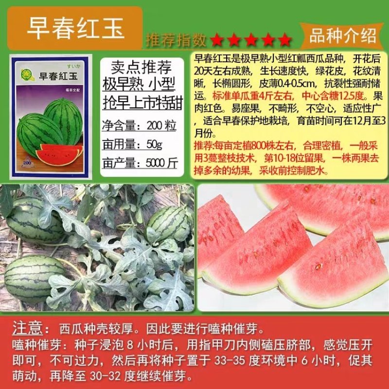 早熟特小凤礼品早春红玉西瓜种子