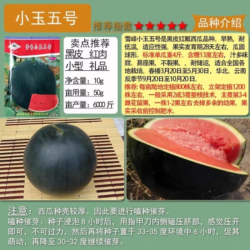 早熟特小凤礼品早春红玉西瓜种子