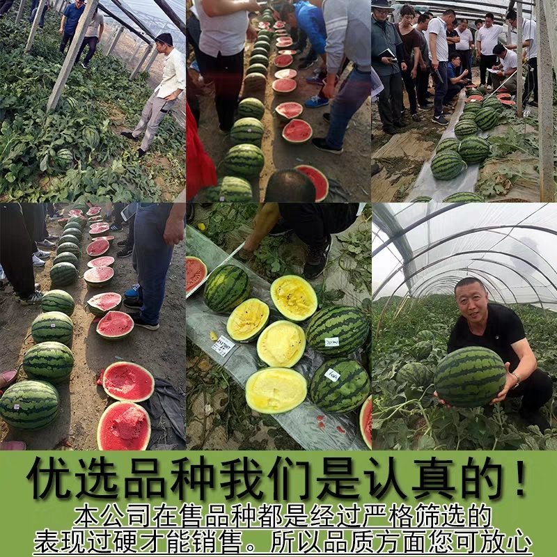 早熟特小凤礼品早春红玉西瓜种子