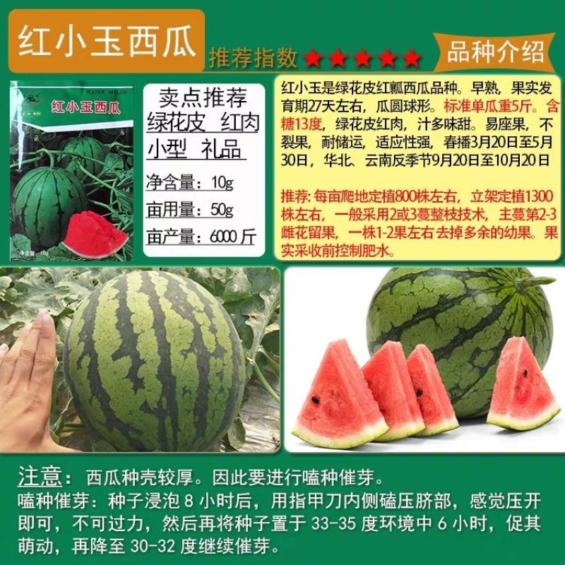 早熟特小凤礼品早春红玉西瓜种子