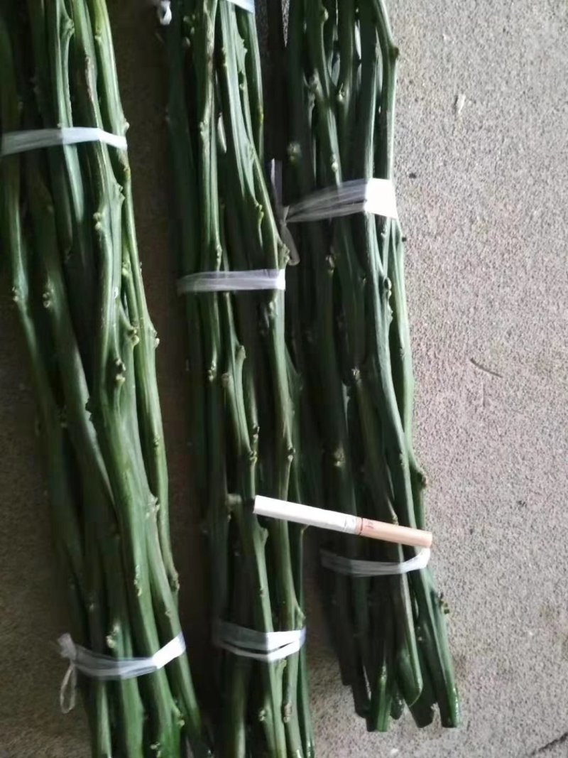 明日见枝条产地直营自产自销5斤起值得植的新品种。