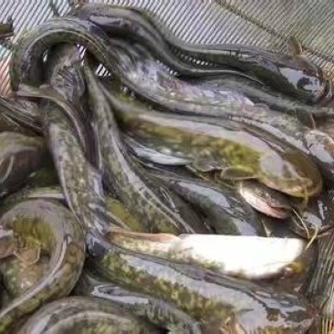 胡子鲶