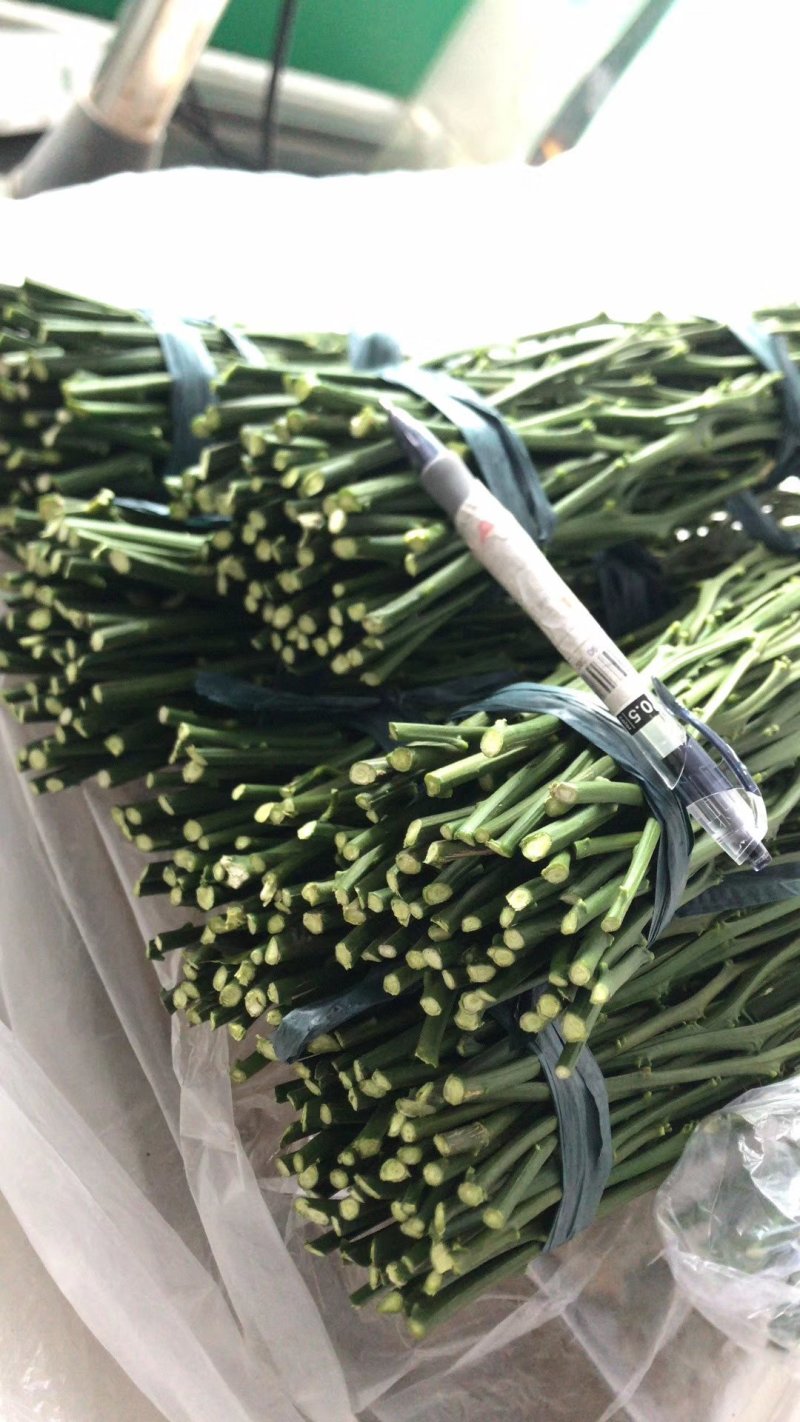 甘平枝条(产地直供)品质好保成活一手货源量大从优