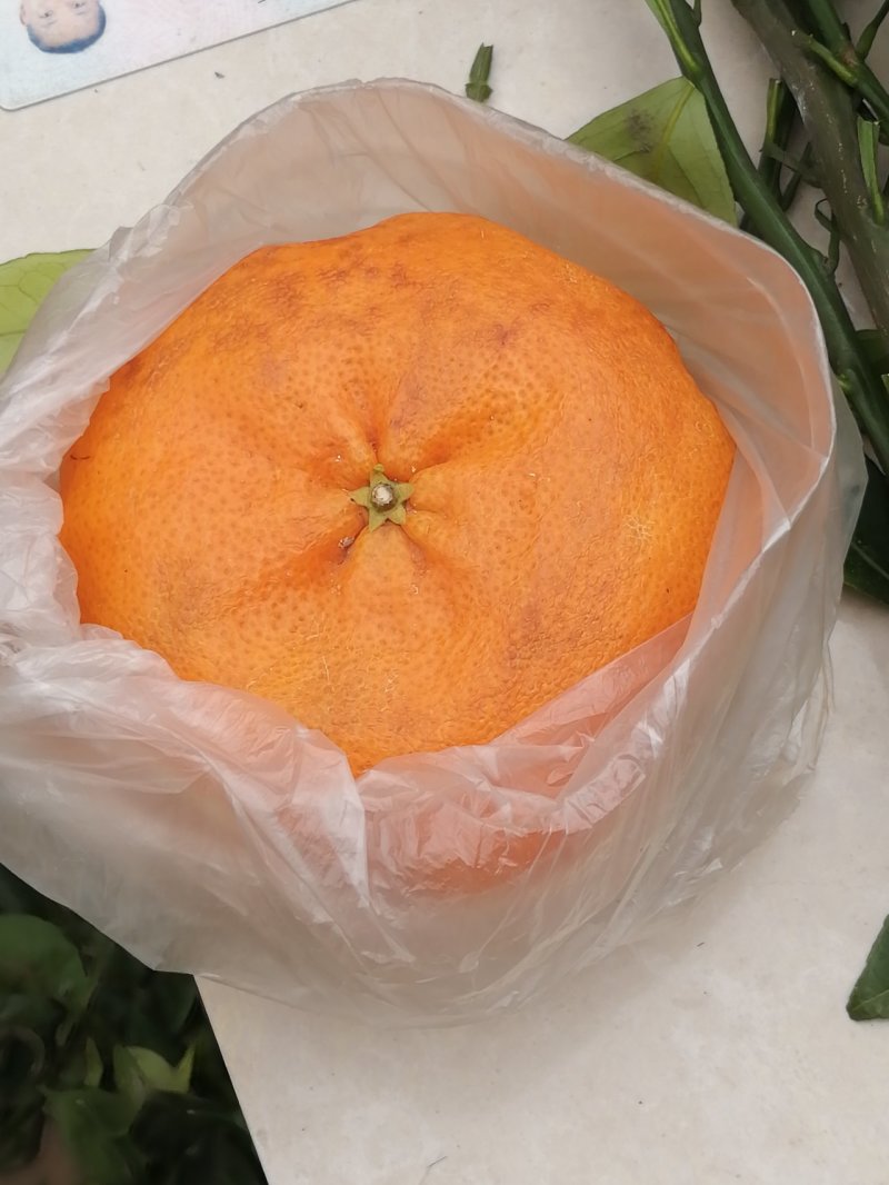 甘平枝条(产地直供)品质好保成活一手货源量大从优