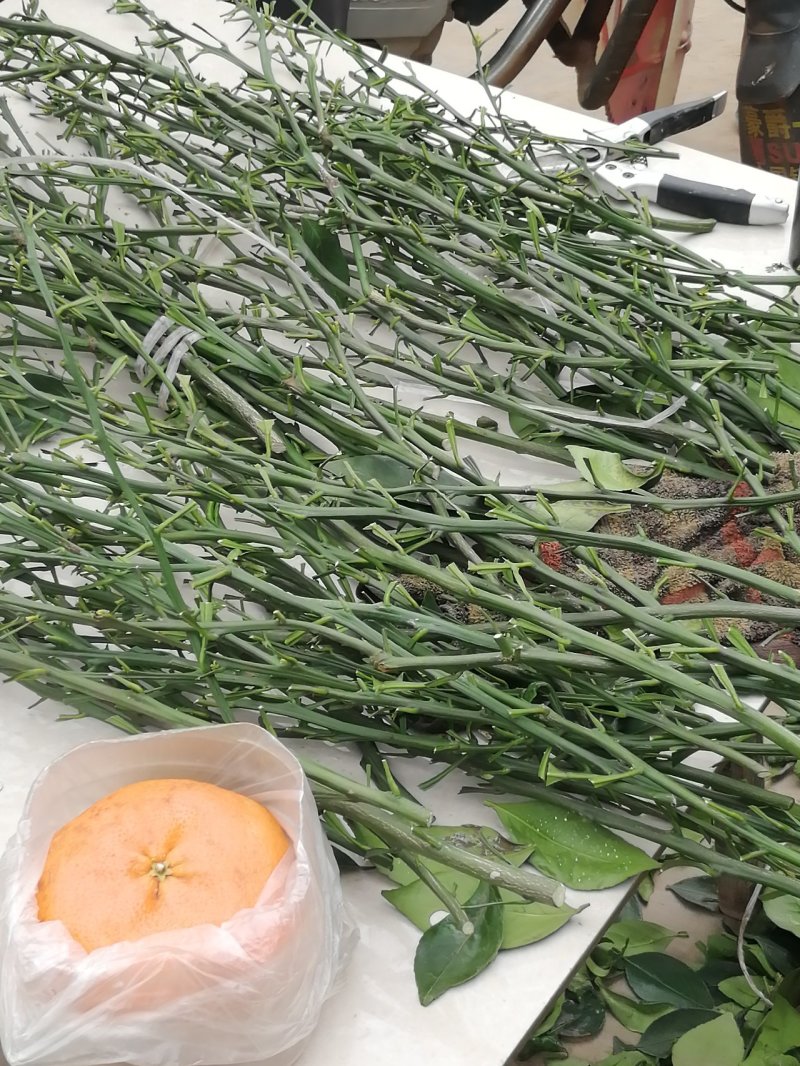 甘平枝条(产地直供)品质好保成活一手货源量大从优