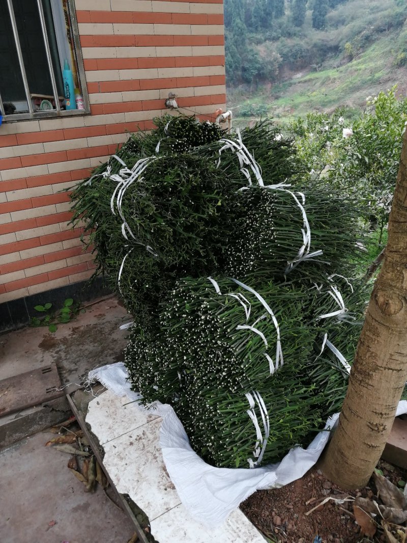 甘平枝条(产地直供)品质好保成活一手货源量大从优