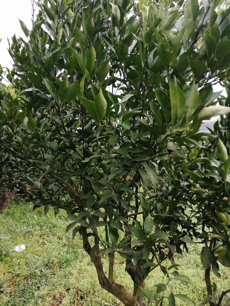 甘平枝条(产地直供)品质好保成活一手货源量大从优