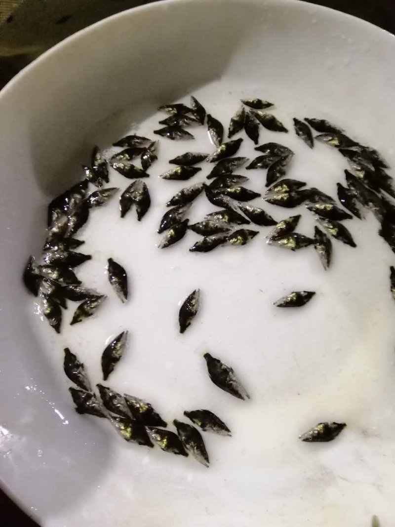 桂鱼苗季花鱼鳜鱼鱼苗淡水鱼苗观赏锦鲤鱼苗