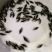 桂鱼苗季花鱼鳜鱼鱼苗淡水鱼苗观赏锦鲤鱼苗