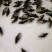 桂鱼苗季花鱼鳜鱼鱼苗淡水鱼苗观赏锦鲤鱼苗
