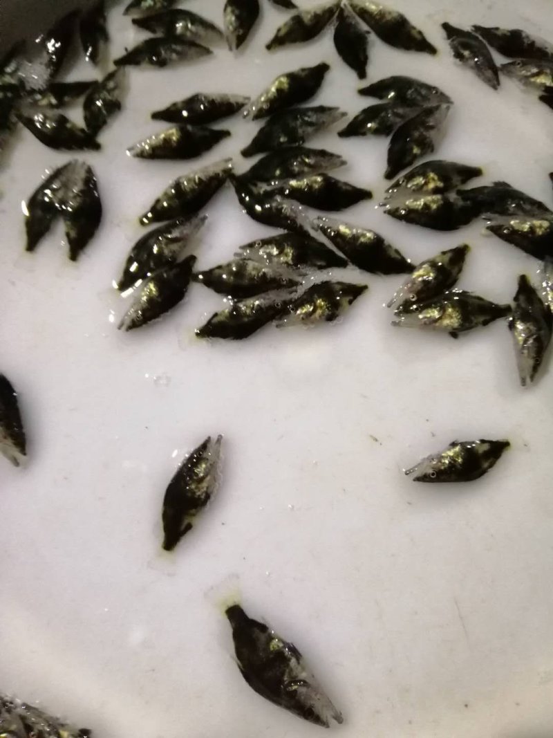 桂鱼苗季花鱼鳜鱼鱼苗淡水鱼苗观赏锦鲤鱼苗