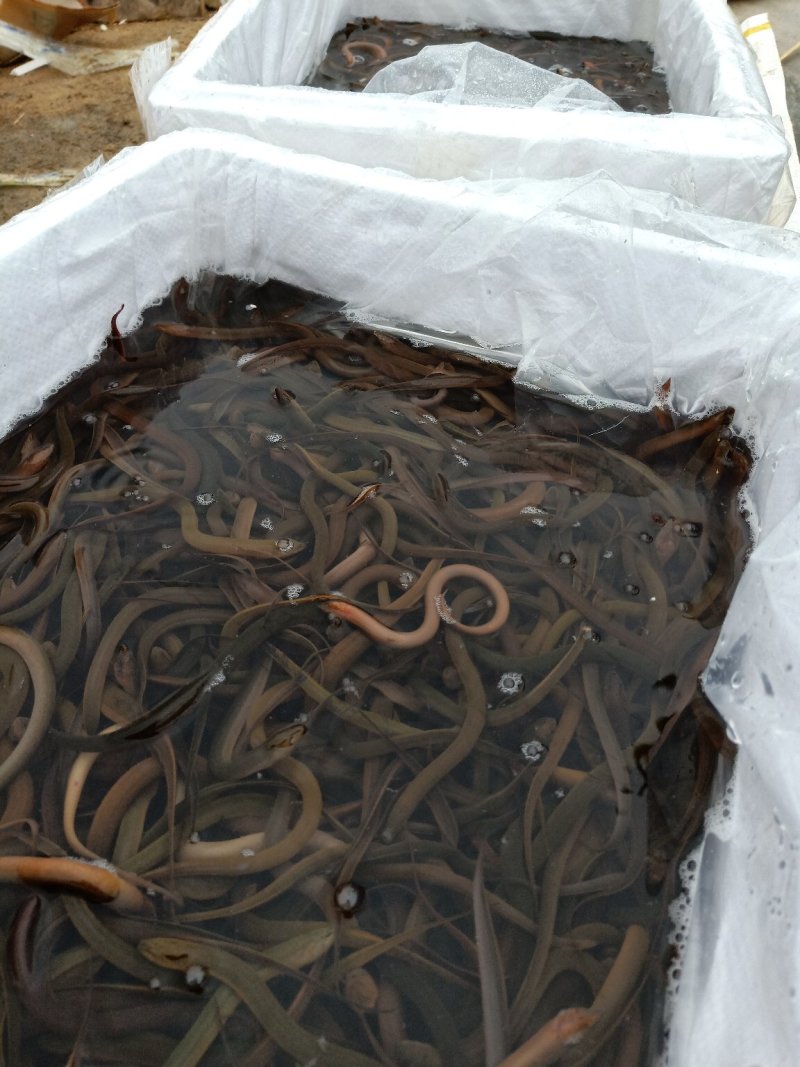 鲜活黄鳝苗鳗鱼苗淡水鱼苗清道夫鱼苗批发市场